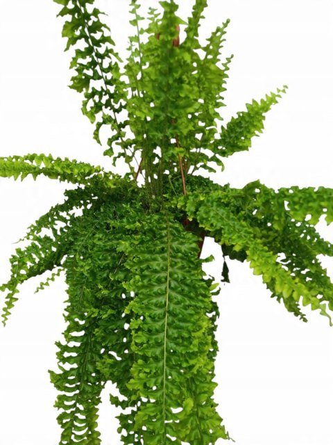 Paproć nephrolepis exaltata Can Can Paprotka Królewska WiszącaXXL Paproć nephrolepis exaltata Can Can Paprotka Królewska WiszącaXXL