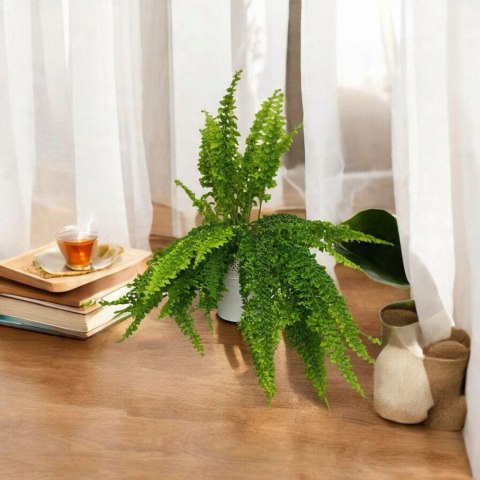 Paproć nephrolepis exaltata Can Can Paprotka Królewska WiszącaXXL Paproć nephrolepis exaltata Can Can Paprotka Królewska WiszącaXXL