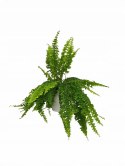 Paproć nephrolepis exaltata Can Can Paprotka Królewska WiszącaXXL
