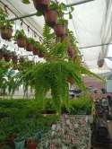 Paproć nephrolepis exaltata Can Can Paprotka Królewska WiszącaXXL