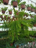 Paproć nephrolepis exaltata Can Can Paprotka Królewska WiszącaXXL