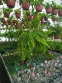 Paproć nephrolepis exaltata Can Can Paprotka Królewska WiszącaXXL