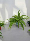 Paproć nephrolepis exaltata Can Can Paprotka Królewska