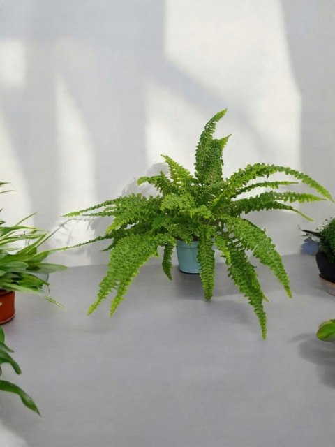 Paproć nephrolepis exaltata Can Can Paprotka Królewska Paproć nephrolepis exaltata Can Can Paprotka Królewska