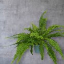 Paproć nephrolepis exaltata Can Can Paprotka Królewska