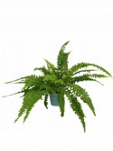 Paproć nephrolepis exaltata Can Can Paprotka Królewska