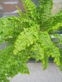 Paproć nephrolepis exaltata Can Can Paprotka Królewska