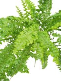 Paproć nephrolepis exaltata Can Can Paprotka Królewska