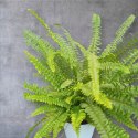 Paproć nephrolepis exaltata Green Lady Paprotka Stojąca Parapetowa