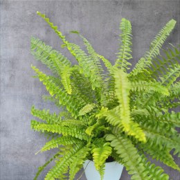 Paproć nephrolepis exaltata Green Lady Paprotka Stojąca Parapetowa