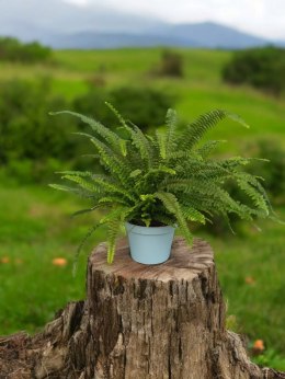 Paproć nephrolepis exaltata Green Lady Paprotka Stojąca Parapetowa