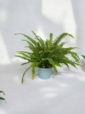 Paproć nephrolepis exaltata Green Lady Paprotka Stojąca Parapetowa