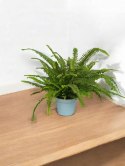 Paproć nephrolepis exaltata Green Lady Paprotka Stojąca Parapetowa