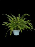 Paproć nephrolepis exaltata Green Lady Paprotka Stojąca Parapetowa