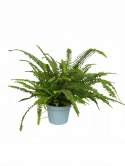 Paproć nephrolepis exaltata Green Lady Paprotka Stojąca Parapetowa