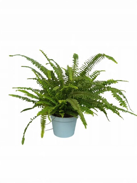 Paproć nephrolepis exaltata Green Lady Paprotka Stojąca Parapetowa Paproć nephrolepis exaltata Green Lady Paprotka Stojąca Parapetowa