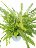 Paproć nephrolepis exaltata Green Lady Paprotka Stojąca Parapetowa