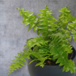 Paproć nephrolepis exaltata Macho Paprotka Nefrolepis Fern Maczo PROD. PL