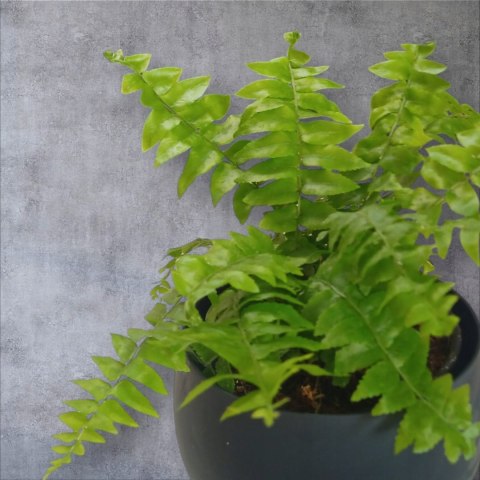 Paproć nephrolepis exaltata Macho Paprotka Nefrolepis Fern Maczo PROD. PL