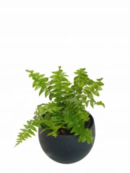 Paproć nephrolepis exaltata Macho Paprotka Nefrolepis Fern Maczo PROD. PL