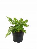 Paproć nephrolepis exaltata Macho Paprotka Nefrolepis Fern Maczo PROD. PL