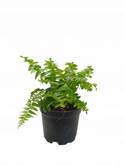 Paproć nephrolepis exaltata Macho Paprotka Nefrolepis Fern Maczo PROD. PL Paproć nephrolepis exaltata Macho Paprotka Nefrolepis Fern Maczo PROD. PL