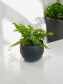 Paproć nephrolepis exaltata Macho Paprotka Nefrolepis Fern Maczo PROD. PL
