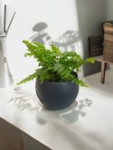 Paproć nephrolepis exaltata Macho Paprotka Nefrolepis Fern Maczo PROD. PL