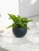 Paproć nephrolepis exaltata Macho Paprotka Nefrolepis Fern Maczo PROD. PL