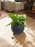Paproć nephrolepis exaltata Macho Paprotka Nefrolepis Fern Maczo PROD. PL