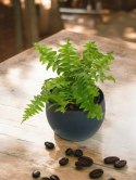 Paproć nephrolepis exaltata Macho Paprotka Nefrolepis Fern Maczo PROD. PL