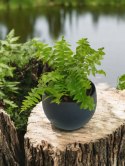 Paproć nephrolepis exaltata Macho Paprotka Nefrolepis Fern Maczo PROD. PL