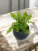Paproć nephrolepis exaltata Macho Paprotka Nefrolepis Fern Maczo PROD. PL