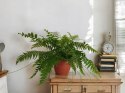 Paproć nephrolepis exaltata Macho Paprotka Nefrolepis Fern Maczo WiszącaXXL