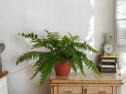 Paproć nephrolepis exaltata Macho Paprotka Nefrolepis Fern Maczo WiszącaXXL