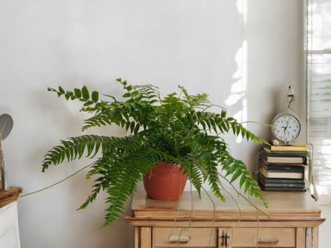 Paproć nephrolepis exaltata Macho Paprotka Nefrolepis Fern Maczo WiszącaXXL