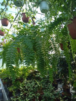 Paproć nephrolepis exaltata Macho Paprotka Nefrolepis Fern Maczo WiszącaXXL