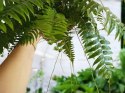 Paproć nephrolepis exaltata Macho Paprotka Nefrolepis Fern Maczo WiszącaXXL