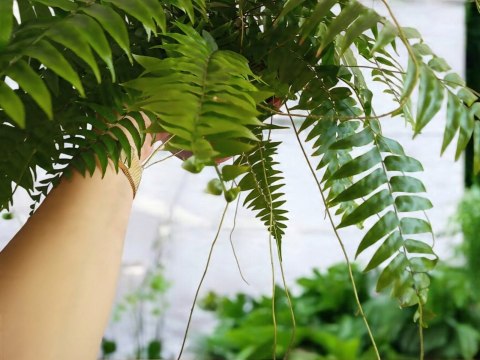 Paproć nephrolepis exaltata Macho Paprotka Nefrolepis Fern Maczo WiszącaXXL Paproć nephrolepis exaltata Macho Paprotka Nefrolepis Fern Maczo WiszącaXXL