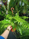 Paproć nephrolepis exaltata Macho Paprotka Nefrolepis Fern Maczo WiszącaXXL