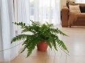 Paproć nephrolepis exaltata Macho Paprotka Nefrolepis Fern Maczo WiszącaXXL