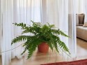 Paproć nephrolepis exaltata Macho Paprotka Nefrolepis Fern Maczo WiszącaXXL