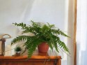 Paproć nephrolepis exaltata Macho Paprotka Nefrolepis Fern Maczo WiszącaXXL