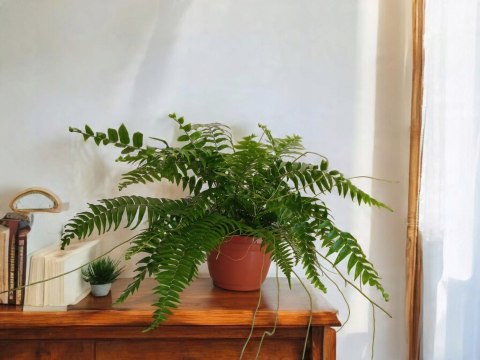 Paproć nephrolepis exaltata Macho Paprotka Nefrolepis Fern Maczo WiszącaXXL Paproć nephrolepis exaltata Macho Paprotka Nefrolepis Fern Maczo WiszącaXXL