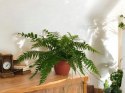 Paproć nephrolepis exaltata Macho Paprotka Nefrolepis Fern Maczo WiszącaXXL