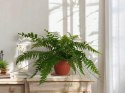 Paproć nephrolepis exaltata Macho Paprotka Nefrolepis Fern Maczo WiszącaXXL