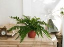 Paproć nephrolepis exaltata Macho Paprotka Nefrolepis Fern Maczo WiszącaXXL