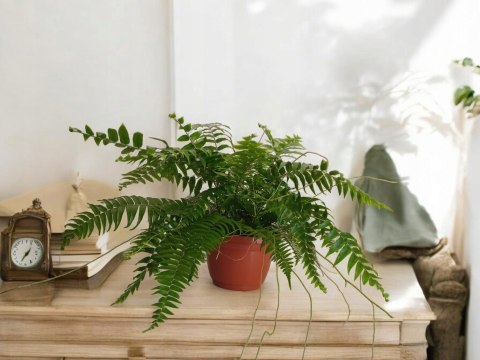 Paproć nephrolepis exaltata Macho Paprotka Nefrolepis Fern Maczo WiszącaXXL Paproć nephrolepis exaltata Macho Paprotka Nefrolepis Fern Maczo WiszącaXXL