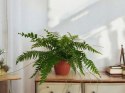 Paproć nephrolepis exaltata Macho Paprotka Nefrolepis Fern Maczo WiszącaXXL