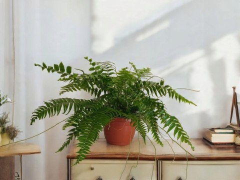Paproć nephrolepis exaltata Macho Paprotka Nefrolepis Fern Maczo WiszącaXXL Paproć nephrolepis exaltata Macho Paprotka Nefrolepis Fern Maczo WiszącaXXL